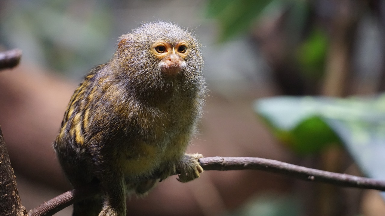 The Role of Art in Promoting Biodiversity Conservation
